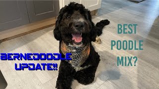 Bernedoodle 101  1 Year Growth Update [upl. by Kosaka]