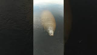 Manatees in the Caloosahatchee River [upl. by Longerich]