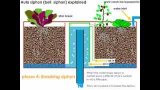 Aquaponics Auto Siphon or Bell Siphon [upl. by Herson]