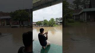 Mancing Saat Banjir Dapat Ikan Lele Ukuran Monster lele banjir lelemonster mancing menemukan [upl. by Gide]