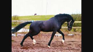 Hemmingway  KWPN approved stallion standing at stud in Scotland UK [upl. by Okramed]