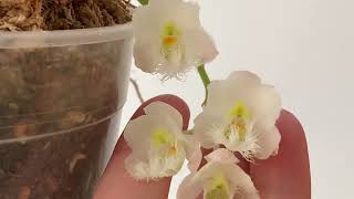 Clowesia Jumbo Grace Jumbo Orchids [upl. by Annas]