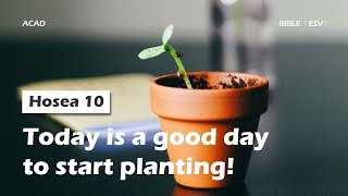 【Hosea 10 】Today is a good day to start planting ｜ACAD Bible Reading [upl. by Lehcor]