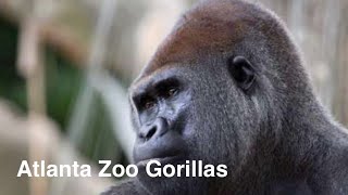 Atlanta Zoo Gorillas atlantazoo zoo atlanta 2024 [upl. by Schach]