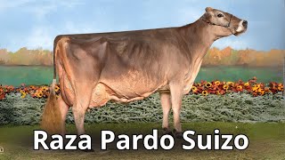 Raza Bovina Pardo Suizo Leche Fortaleza y Nobleza en una sola raza [upl. by Teteak270]