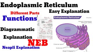 endoplasmic reticulum class 11 12thcell biology in nepali explanation for neb and cee [upl. by Lohse670]