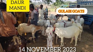 DAUR MANDI  GULABI GOATS BIGGEST MARKET OF SINDH  QURBANI 2024 [upl. by Ellinej]