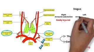 Blood Supply of Thyroid Gland  MRCS Revision بالعربي  MRCS Academy [upl. by Edyth848]