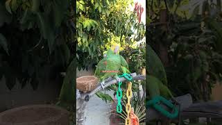 Feliz 4 de Julio para todos Amazon Parrots Loros Amazona [upl. by Lyndsay]