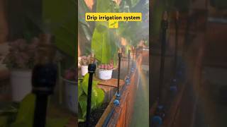 Automatic irrigation system for garden diyprojects garden irrigation [upl. by Annmaria]