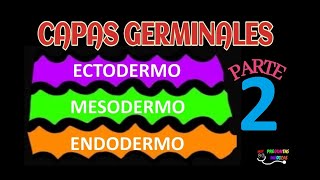 CAPAS GERMINALES PARTE 2 EMBRIOLOGIA ECTODERMO MESODERMO ENDODERMO 🌈😀 [upl. by Ileek662]