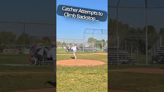 ⚾Catcher Climbs Backstop theofficialvu umpire pov [upl. by Kirschner720]