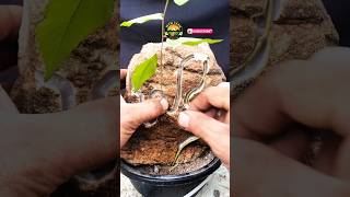 bonsai tree making bonsai shortsfeed amazing tree [upl. by Loferski]