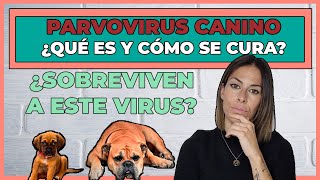 PARVOVIRUS EN CACHORROS ⚠  QUÉ HACER y cómo CURARLO ✔ [upl. by Barnaby]