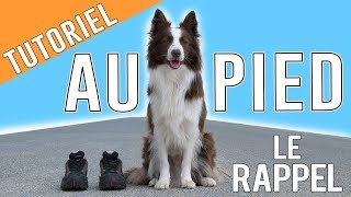 Apprendre Le RAPPEL au PIED à son chien [upl. by Surtimed]