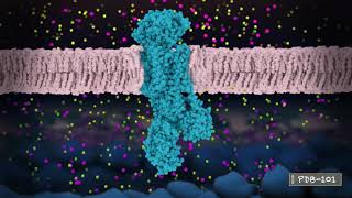 Neuronal Signaling and SodiumPotassium Pump from PDB101 [upl. by Joung678]