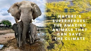 Trophic rewilding can be a gamechanging climate solution  One Earth [upl. by Aikrahs]