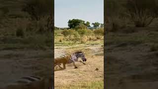 Zebras are faster than lions in terms of speed and strength Animals compete in terms of combat [upl. by Acsehcnarf]