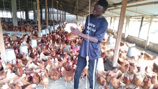 Les poules pondeuses en pleine croissance La race de poules la plus utilisée en Afrique [upl. by Acemahs161]