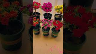 moss rose plant decoration decoration design plantingtips [upl. by Noynek]