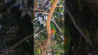 Colorful Lorikeets on a Food Hunt lorikeets birdsofyoutube naturephotography birdwatching [upl. by Ziom978]