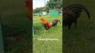 green country game farm Batangas our 34 yellow legged hatch 14 sweater shortviral shortvideo [upl. by Nuhsyar]