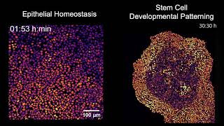 MAPK signaling in homeostasis versus patterning [upl. by Ylrehs]