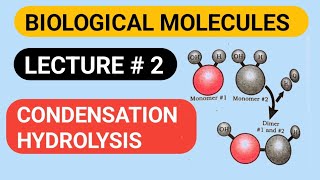 Condensation And Hydrolysis  Biological Molecules [upl. by Ahsyas]