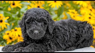 Labradoodle Puppies for Sale [upl. by Nekciv]