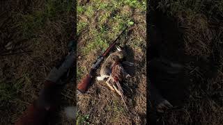 Lepre e fagiano benelli puppy caccia spinoneitaliano hunting cacciatore beccaccia nature [upl. by Ihcekn]