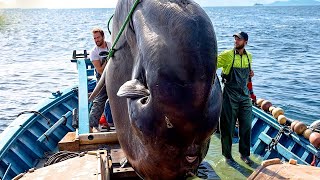 How Korean Fishermen Catch Thousands of Sunfish at Sea  Watch the Expert Prepare Giant 2Ton Sunfish [upl. by Trinidad]