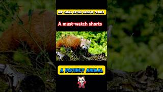 Red panda eating bamboo plants😍 A distinct animals🐼 Mustwatch shorts shorts youtubeshorts [upl. by Merrie]