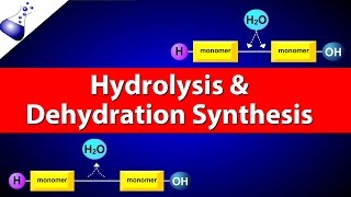 Hydrolysis and Dehydration Synthesis [upl. by Ody755]