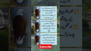 quotes funnyqoutes urdu poetry urdupoetry explore viralvideo youtubeshorts urduquotes [upl. by Hartmunn]