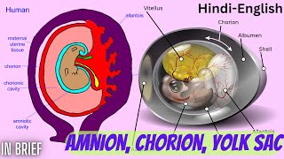 Amnion Chorion amp Yolk Sac of Embryo [upl. by Ammej]