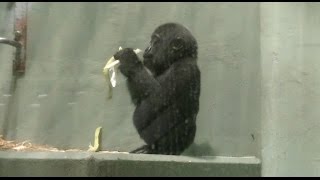 ゴリラの赤ちゃん 名前はアニー １才３ヶ月のメス  東山動物園 [upl. by Broderic]