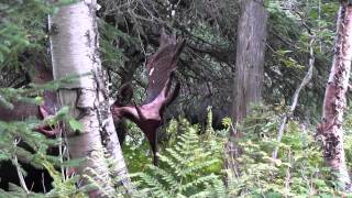 Au royaume de lorignal  Réserve faunique de Matane [upl. by Doane861]