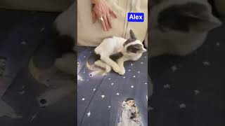 Alex ter adoptie bij Mirtos Animal Project [upl. by Taddeo]