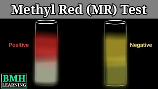 Methyl Red Test  Methyl Red Test For Identification Of Bacteria [upl. by Alika]