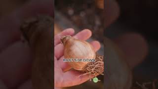 Planting Fall Bulbs Tips for a Stunning Spring Garden [upl. by Inacana]