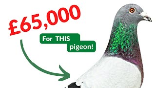 Blackpool Pigeon Show 2023 UK Record High Price [upl. by Alded248]