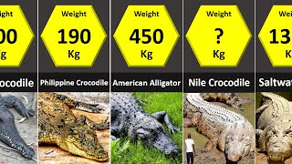 Size Comparison Crocodilians Crocodiles Alligators Caimans Gharial [upl. by Eralc815]