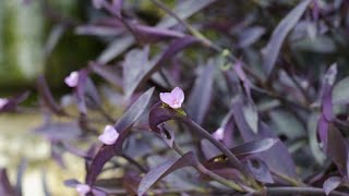 Cuidados de la Tradescantia purpúrea o planta amor de hombre Tradescantia pallida  Jardinatis [upl. by Alexandra]