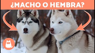 Diferencias entre HUSKY SIBERIANO Macho y Hembra 🐺🐾 ¿Cuál Elegir [upl. by Marshal]