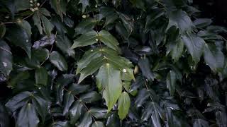 Pruning Mahonia  Burncoose Nurseries [upl. by Leeda]