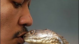 King Cobra Attack Top 8 Snake Bite Caught on Camera in 2019  Cobra Charmer [upl. by Eulau]