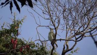 El canto del Pájaro Campana en la reserva de Pikyry [upl. by Avalsorim207]