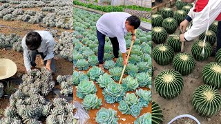 Harvest succulents  多肉植物  다육이들  Suculentas [upl. by Winifred]