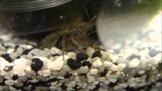 male and female asellus aquaticus  mating waterlouse aquatic sowbug [upl. by Acireit353]