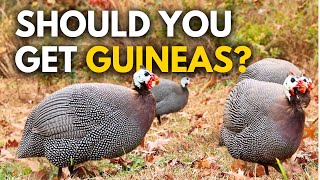 Guinea Fowl Homesteading Heaven or Hell [upl. by Annais743]